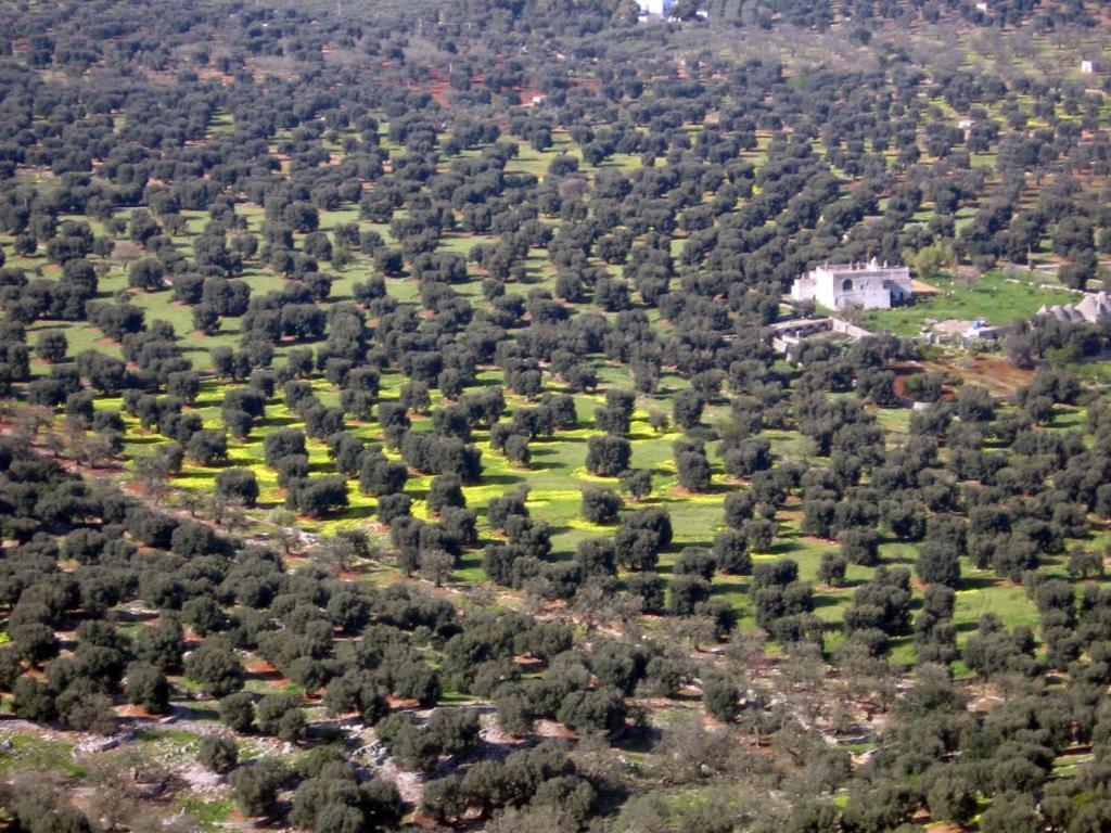 I Trulli Di Acquarossa Lejlighedshotel Cisternino Eksteriør billede